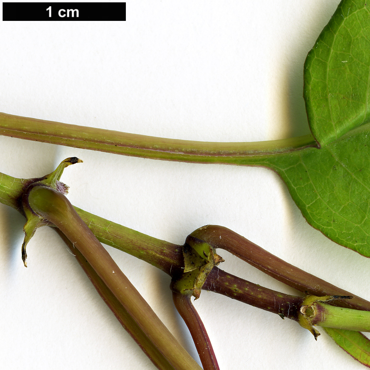 High resolution image: Family: Rubiaceae - Genus: Paederia - Taxon: foetida